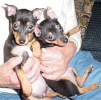 Carlin Pinscher Puppies for sale in Tinley Park, IL, USA. price: NA