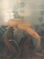 Carpet python Reptiles for sale in Queen Creek, AZ, USA. price: NA