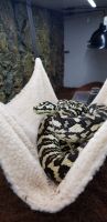Carpet python Reptiles for sale in Robesonia, PA 19551, USA. price: NA