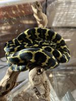 Carpet python Reptiles Photos