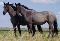 Caspian Pony Horses for sale in Weston, Florida. price: $2,000