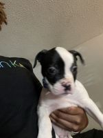 Catahoula Bulldog Puppies for sale in Summerville, SC, USA. price: NA