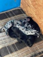 Catahoula Bulldog Puppies for sale in Pullman, MI 49450, USA. price: NA