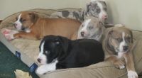 Catahoula Bulldog Puppies for sale in Sturgis, MI 49091, USA. price: NA