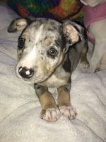 Catahoula Bulldog Puppies for sale in 38939 Post Office Rd, Dade City, FL 33523, USA. price: NA