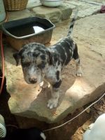 Catahoula Bulldog Puppies for sale in 12705 Green Rd, West Fork, AR 72774, USA. price: $250
