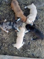 Catahoula Bulldog Puppies for sale in Norwood, MO 65717, USA. price: $800