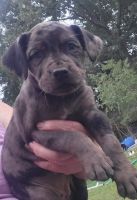 Catahoula Bulldog Puppies for sale in Pullman, MI 49450, USA. price: $300