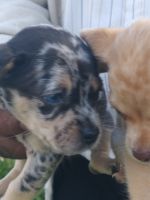 Catahoula Bulldog Puppies for sale in Sebring, Florida. price: $400