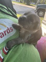 Catahoula Cur Puppies for sale in Monroe, LA, USA. price: NA