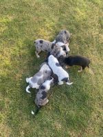 Catahoula Cur Puppies for sale in Villisca, IA 50864, USA. price: NA