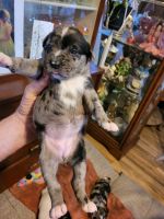 Catahoula Cur Puppies for sale in Paradise, TX 76073, USA. price: NA