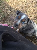 Catahoula Cur Puppies for sale in Eagle Rock, MO 65641, USA. price: NA