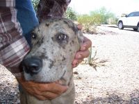 Catahoula Cur Puppies for sale in Surprise, AZ, USA. price: NA