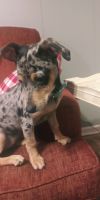 Catahoula Cur Puppies for sale in Warsaw, MO 65355, USA. price: NA