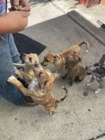 Catahoula Cur Puppies for sale in Fort Worth, TX, USA. price: NA