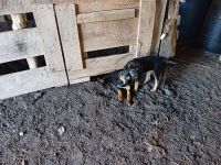 Catahoula Cur Puppies for sale in Mt Airy, NC 27030, USA. price: NA