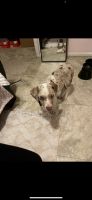 Catahoula Cur Puppies for sale in Odessa, TX, USA. price: NA