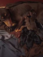 Catahoula Cur Puppies for sale in Lubbock, TX, USA. price: $800
