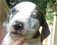 Catahoula Cur Puppies for sale in Nashville, TN, USA. price: NA