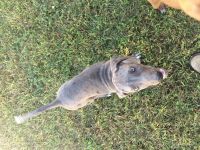 Catahoula Cur Puppies for sale in Russell Springs, KY 42642, USA. price: NA