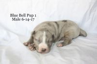 Catahoula Cur Puppies for sale in Delhi, LA, USA. price: NA