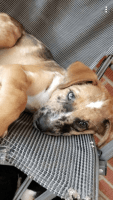 Catahoula Cur Puppies for sale in Foxworth, MS 39483, USA. price: NA