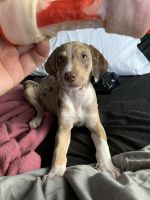 Catahoula Cur Puppies for sale in Orlando, FL, USA. price: NA
