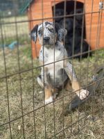 Catahoula Cur Puppies for sale in Liberty, MS 39645, USA. price: NA