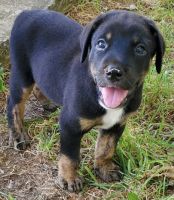 Catahoula Cur Puppies for sale in Clifton, TX 76634, USA. price: NA