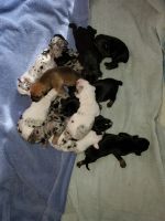 Catahoula Leopard Puppies for sale in Cumby, TX 75433, USA. price: NA