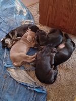 Catahoula Leopard Puppies for sale in Durango, CO, USA. price: NA