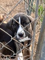 Catahoula Leopard Puppies for sale in Horseshoe Neck Rd, North Carolina 27295, USA. price: NA