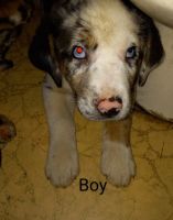 Catahoula Leopard Puppies for sale in Jacksonville, NC, USA. price: NA