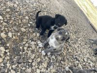 Catahoula Leopard Puppies for sale in Follett, TX 79034, USA. price: NA