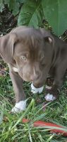 Catahoula Leopard Puppies for sale in Waddy, KY 40076, USA. price: NA