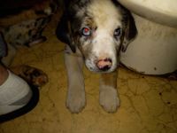 Catahoula Leopard Puppies for sale in Jacksonville, NC, USA. price: NA