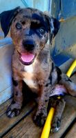 Catahoula Leopard Puppies for sale in Weyauwega, WI 54983, USA. price: NA