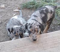 Catahoula Leopard Puppies for sale in McDermitt, NV 89421, USA. price: NA