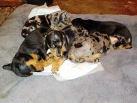 Catahoula Leopard Puppies for sale in Augusta, GA, USA. price: NA