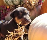 Catahoula Leopard Puppies for sale in Bonney Lake, WA 98391, USA. price: NA
