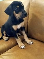Catahoula Leopard Puppies for sale in Hickory, NC, USA. price: NA