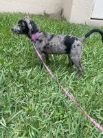 Catahoula Leopard Puppies for sale in Abbey Rd, West Palm Beach, FL 33415, USA. price: NA