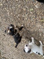 Catahoula Leopard Puppies for sale in Converse, TX 78109, USA. price: NA