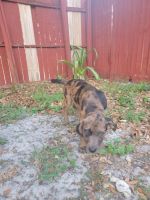 Catahoula Leopard Puppies for sale in Winter Haven, FL, USA. price: NA