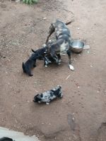 Catahoula Leopard Puppies for sale in Colorado City, TX 79512, USA. price: $50