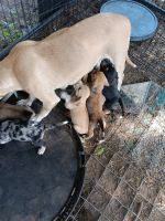 Catahoula Leopard Puppies for sale in Terrell, TX, USA. price: $700