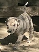 Catahoula Leopard Puppies for sale in Quitman, TX 75783, USA. price: $700