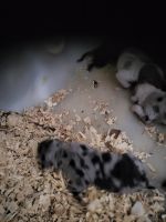 Catahoula Leopard Puppies for sale in Pullman, MI 49450, USA. price: $650