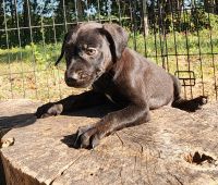 Catahoula Leopard Puppies for sale in Cumby, TX 75433, USA. price: $350